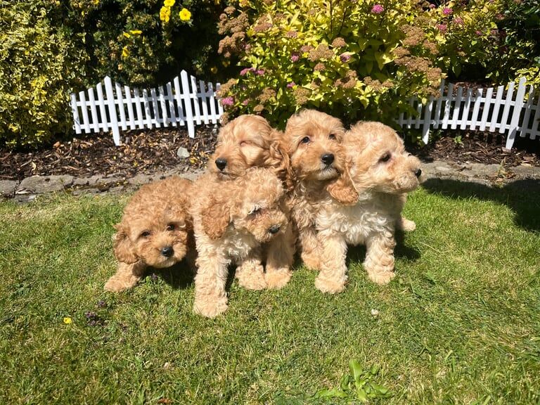 Cockapoo puppies for sale in Crossmaglen, County Armagh – 7 weeks old