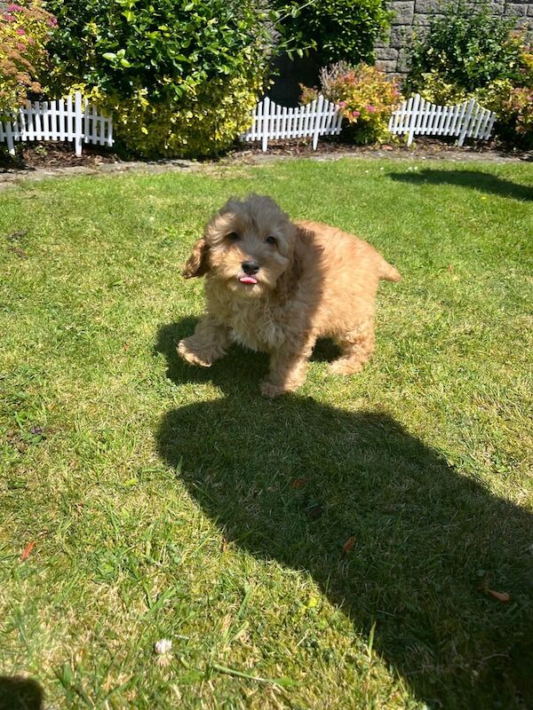 Cockapoo puppies for sale in Crossmaglen, County Armagh – 7 weeks old - Image 2 of 3