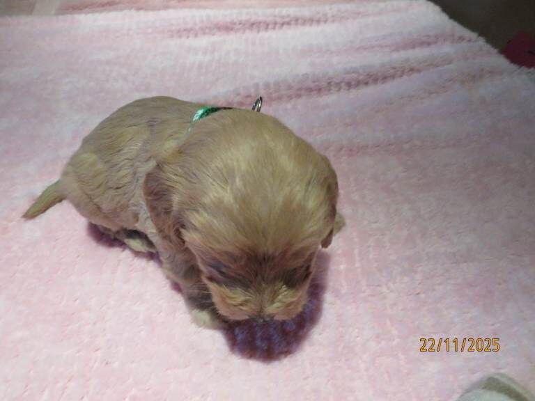 Cockapoo puppies for sale in Downpatrick, County Down – KC registered, 4 weeks old - Image 4 of 6