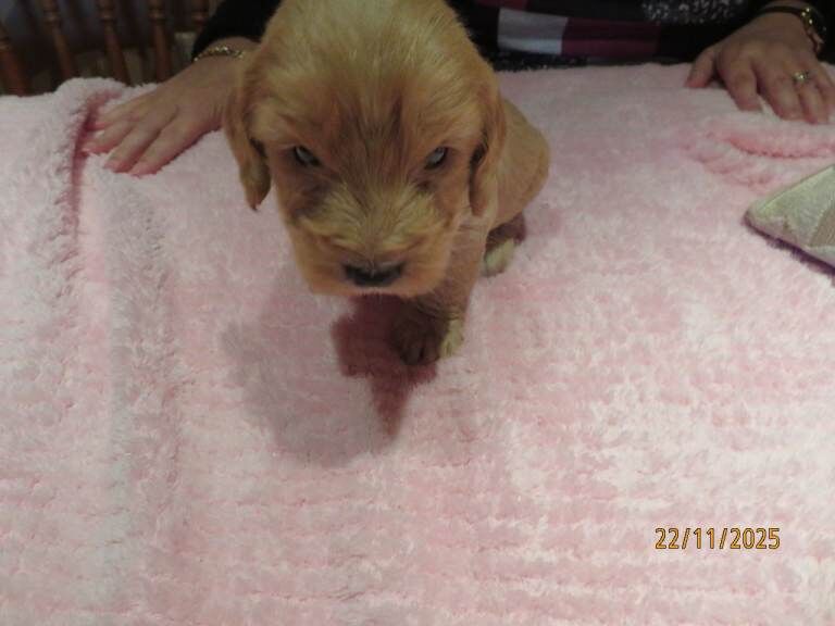 Cockapoo puppies for sale in Downpatrick, County Down – KC registered, 4 weeks old - Image 6 of 6