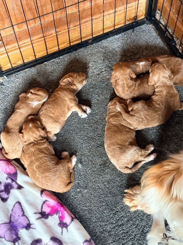 F1 Cockapoo pups - Image 2 of 3