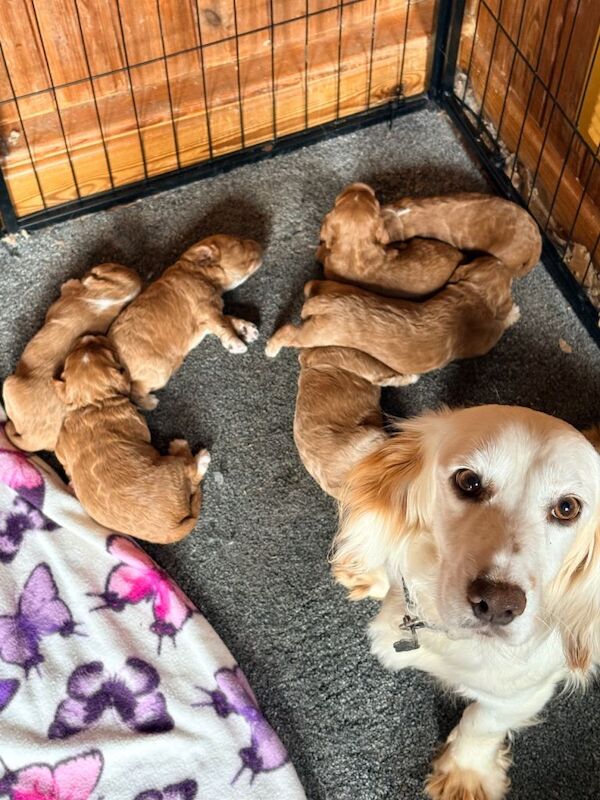 F1 Cockapoo pups - Image 3 of 3