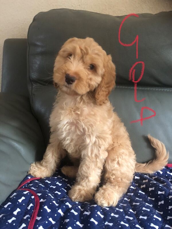 Brown/Chocolate Cockapoo puppies for sale in Skegness, Lincolnshire – 9 weeks old