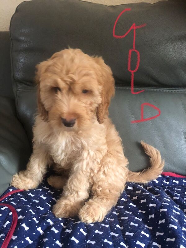 Cockapoo puppies for sale in Skegness, Lincolnshire – 9 weeks old - Image 2 of 14