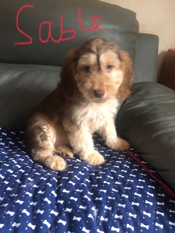 Cockapoo puppies for sale in Skegness, Lincolnshire – 9 weeks old - Image 3 of 14