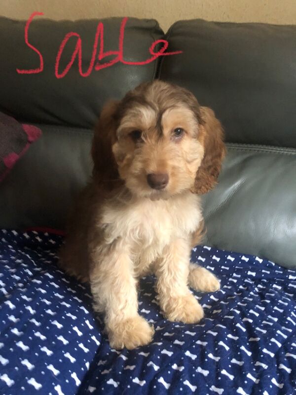 Cockapoo puppies for sale in Skegness, Lincolnshire – 9 weeks old - Image 4 of 14