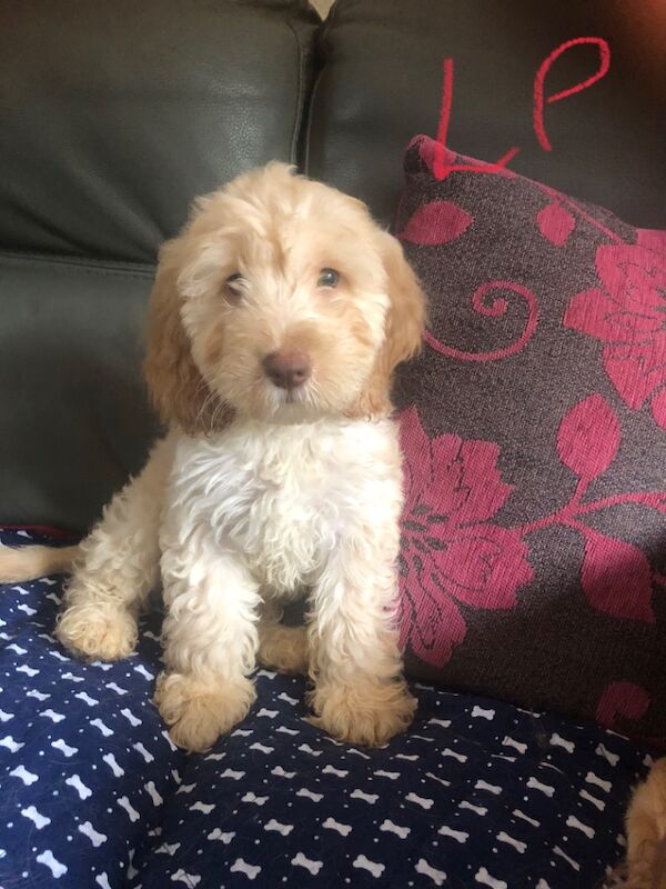 Cockapoo puppies for sale in Skegness, Lincolnshire – 9 weeks old - Image 5 of 14