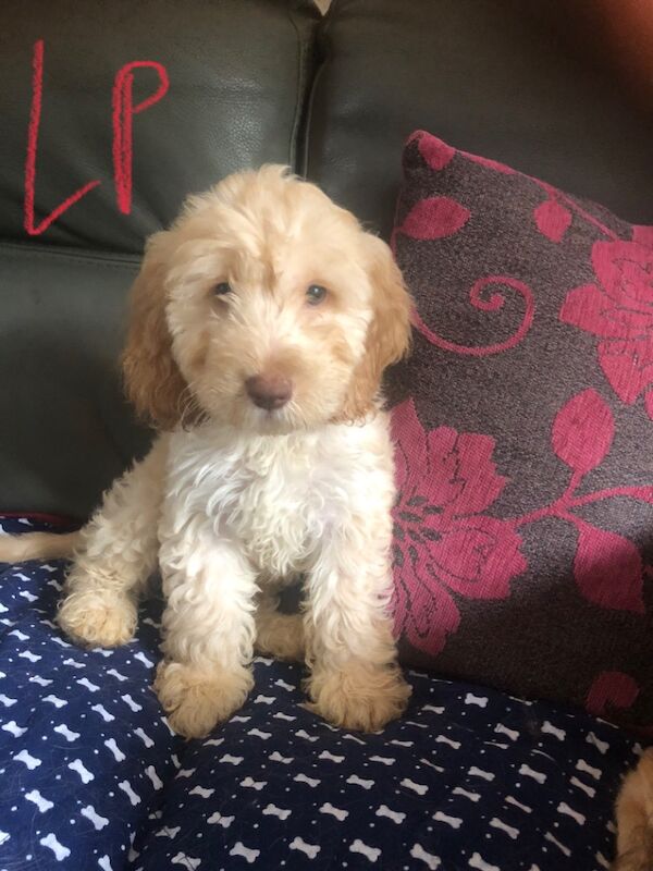 Cockapoo puppies for sale in Skegness, Lincolnshire – 9 weeks old - Image 6 of 14