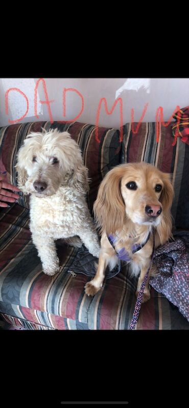 Cockapoo puppies for sale in Skegness, Lincolnshire – 9 weeks old - Image 10 of 14
