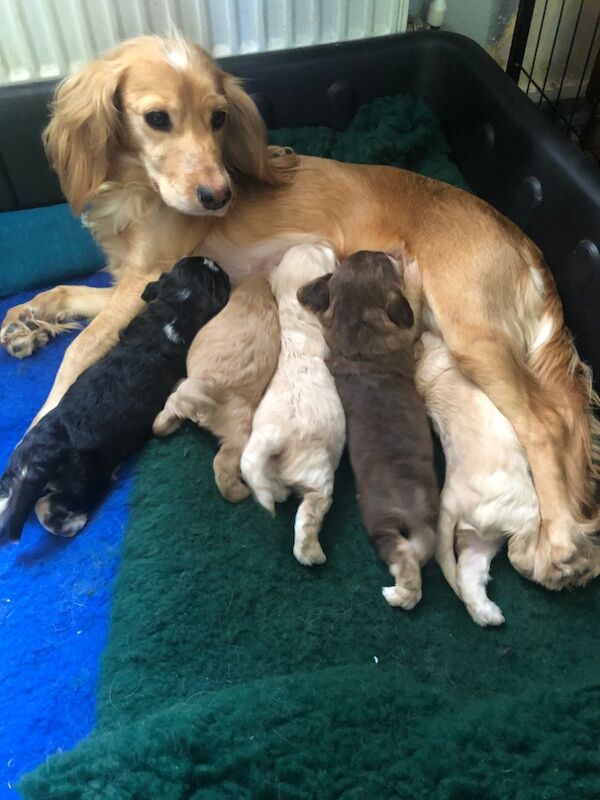 Cockapoo puppies for sale in Skegness, Lincolnshire – 9 weeks old - Image 11 of 14