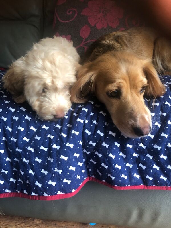Cockapoo puppies for sale in Skegness, Lincolnshire – 9 weeks old - Image 12 of 14