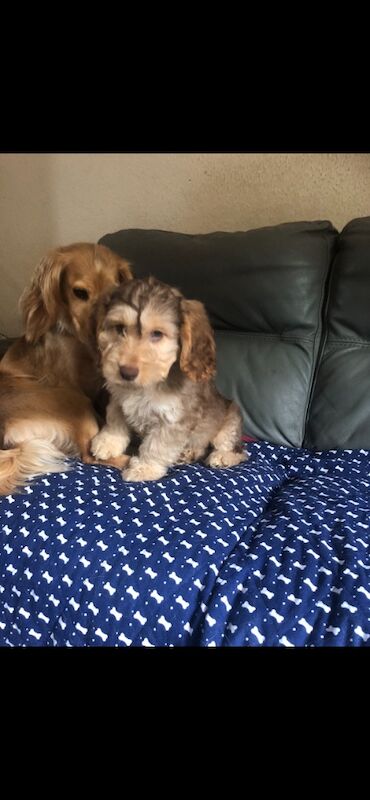 Cockapoo puppies for sale in Skegness, Lincolnshire – 9 weeks old - Image 13 of 14