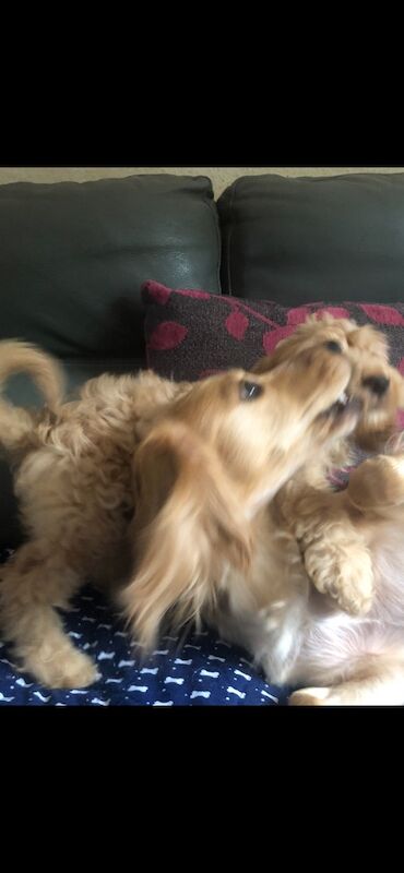 Cockapoo puppies for sale in Skegness, Lincolnshire – 9 weeks old - Image 14 of 14