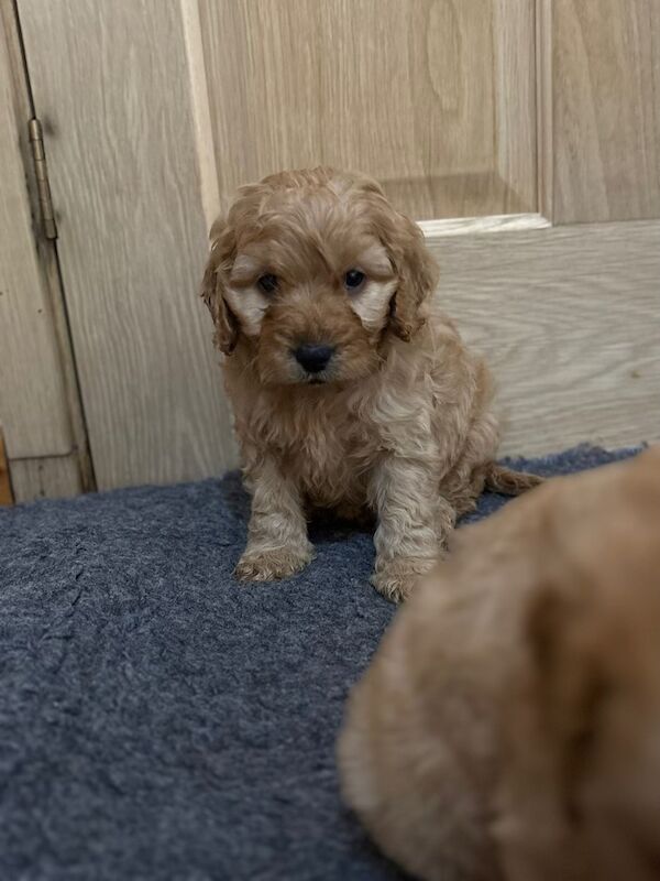 Cockapoo puppies for sale in Wisbech, Cambridgeshire – 7 weeks old