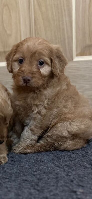 Cockapoo puppies for sale in Wisbech, Cambridgeshire – 7 weeks old - Image 2 of 9
