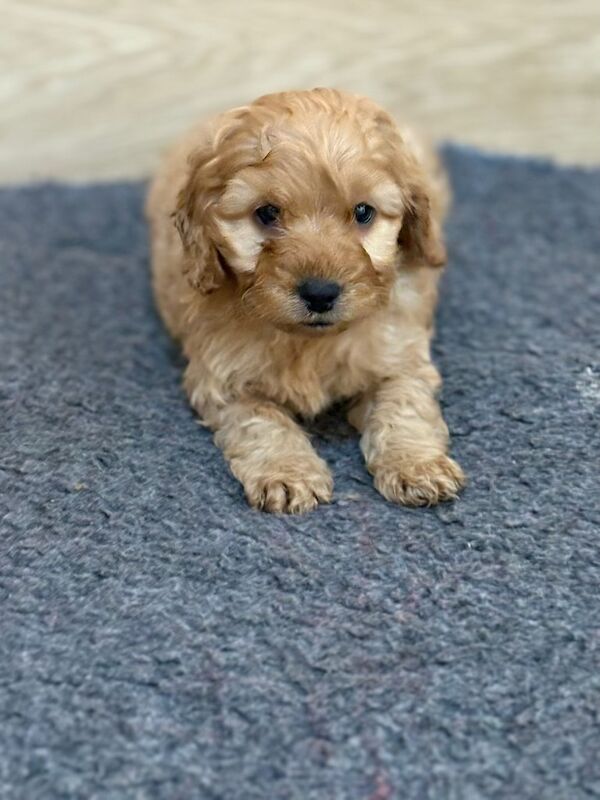 Cockapoo puppies for sale in Wisbech, Cambridgeshire – 7 weeks old - Image 3 of 9