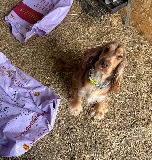 Cockapoo puppies for sale in Wisbech, Cambridgeshire – 7 weeks old - Image 4 of 9