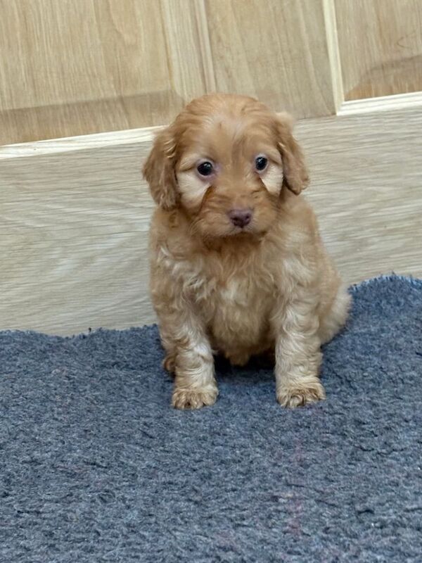 Cockapoo puppies for sale in Wisbech, Cambridgeshire – 7 weeks old - Image 5 of 9