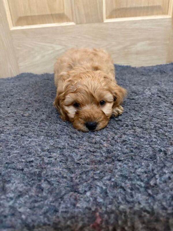 Cockapoo puppies for sale in Wisbech, Cambridgeshire – 7 weeks old - Image 6 of 9