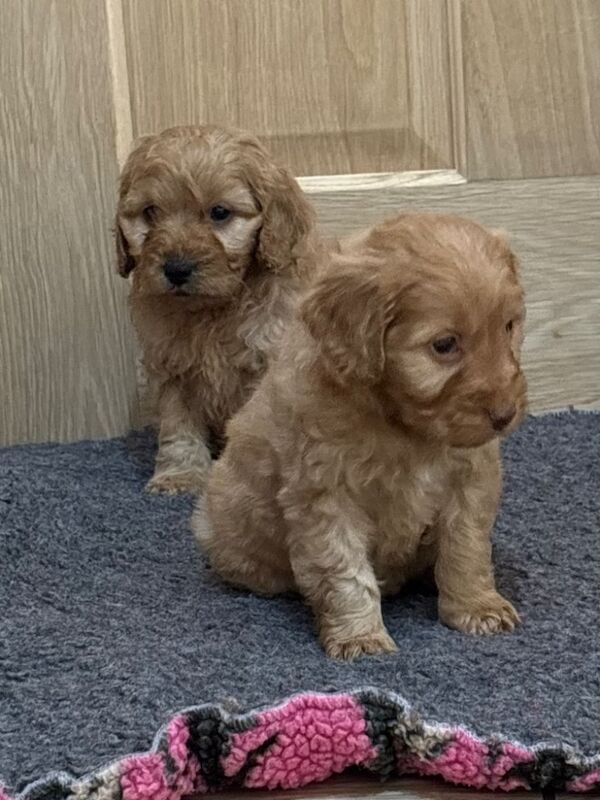 Cockapoo puppies for sale in Wisbech, Cambridgeshire – 7 weeks old - Image 7 of 9