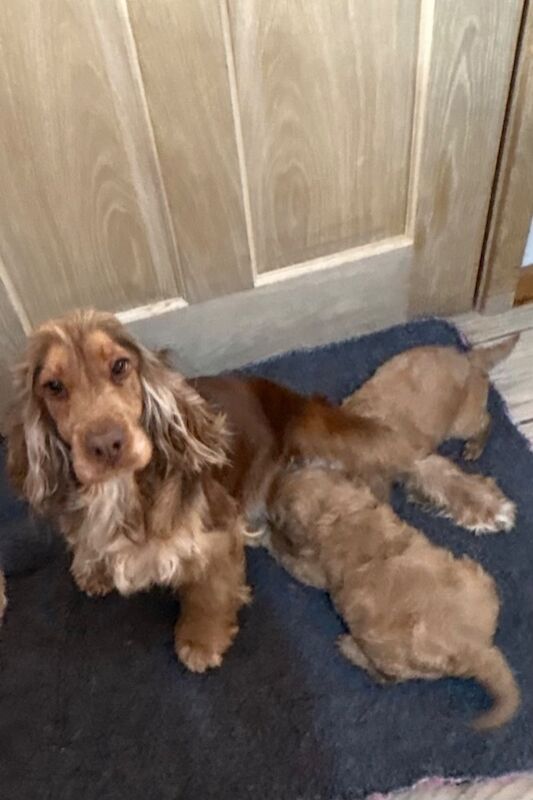 Cockapoo puppies for sale in Wisbech, Cambridgeshire – 7 weeks old - Image 8 of 9