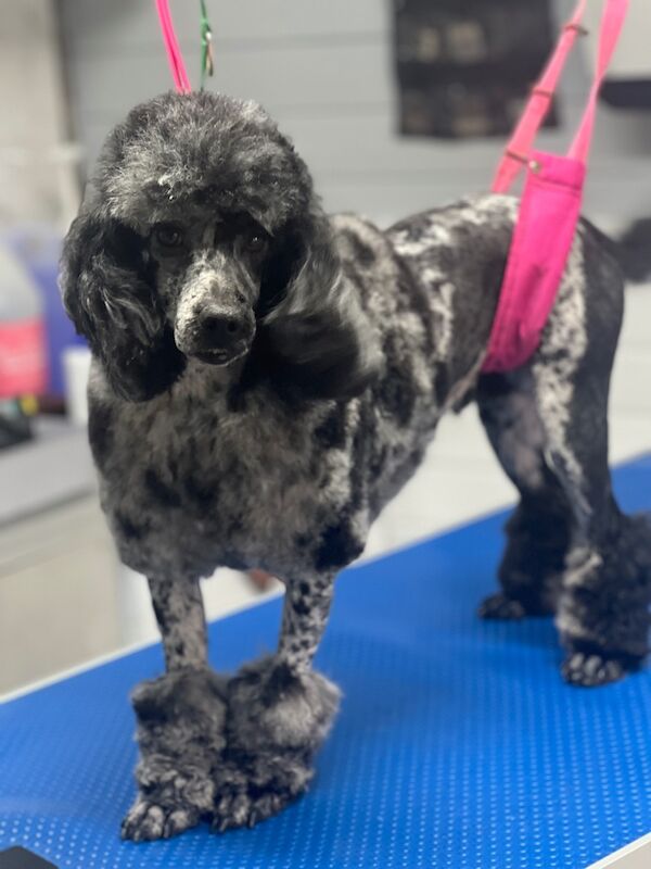 Cockapoo puppies for sale in Wisbech, Cambridgeshire – 7 weeks old - Image 9 of 9