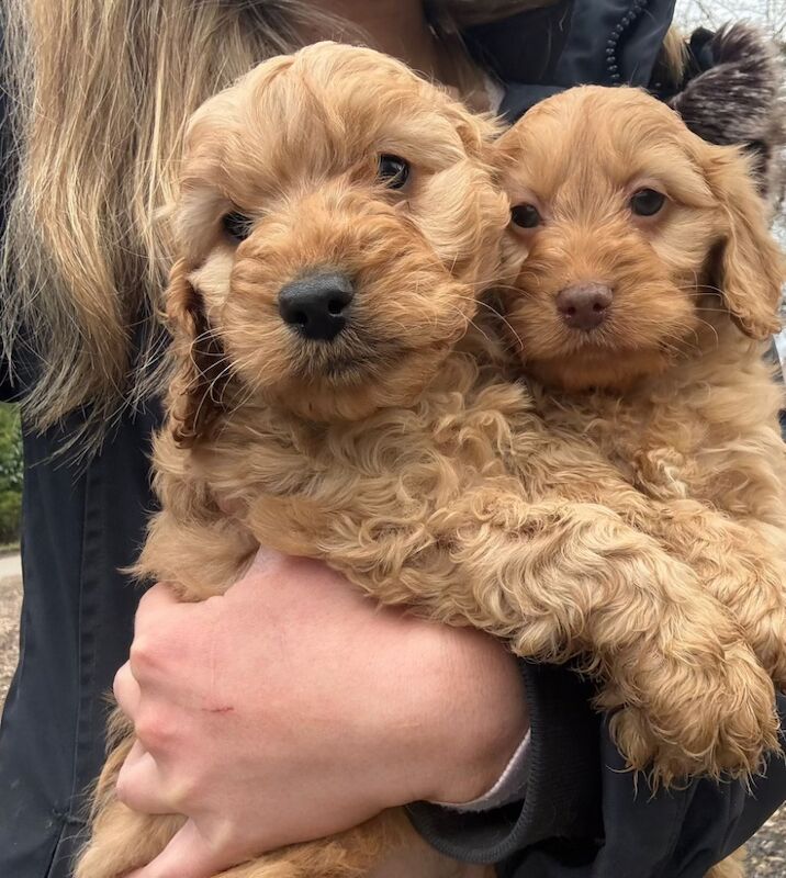 F1 cockapoos - Image 9 of 12