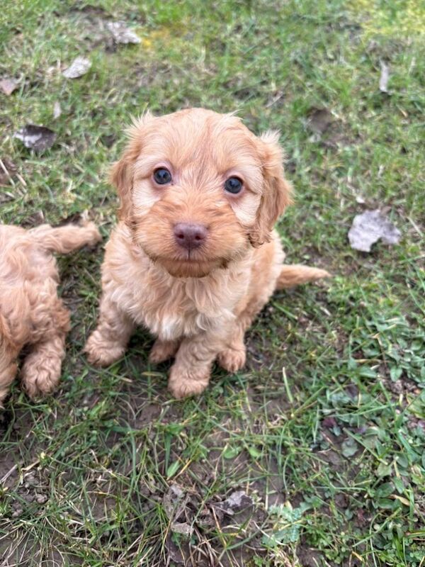 F1 cockapoos - Image 10 of 12