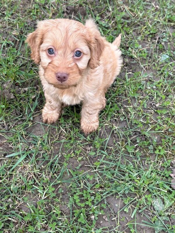 F1 cockapoos - Image 11 of 12