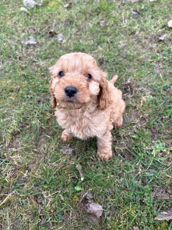 F1 cockapoos - Image 12 of 12