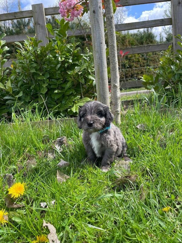 Apricot Cockapoo Puppies For Sale