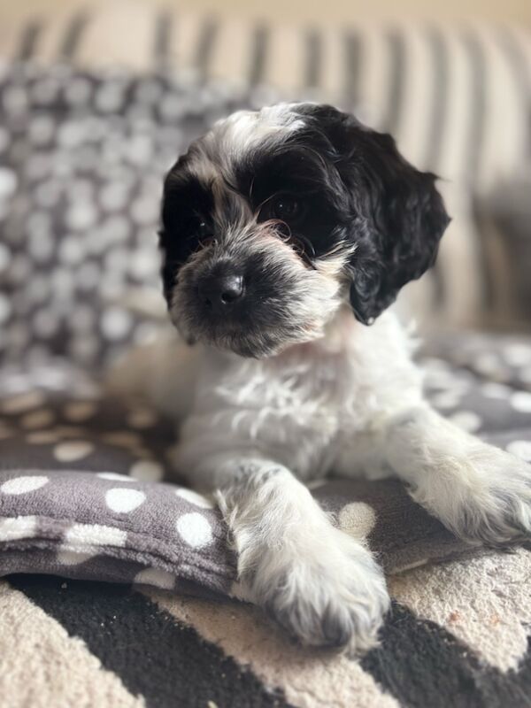 Cockapoo puppies for sale in Epsom, Surrey – 8 weeks old - Image 9 of 15