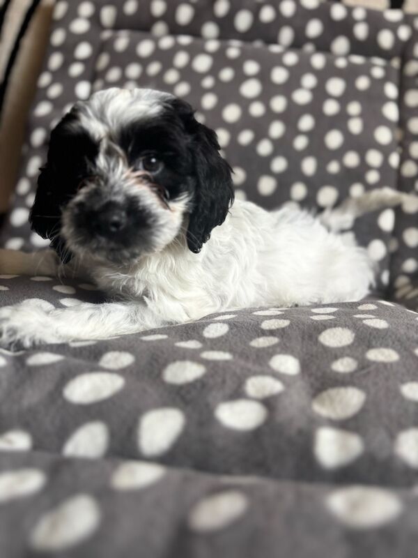 Cockapoo puppies for sale in Epsom, Surrey – 8 weeks old - Image 10 of 15