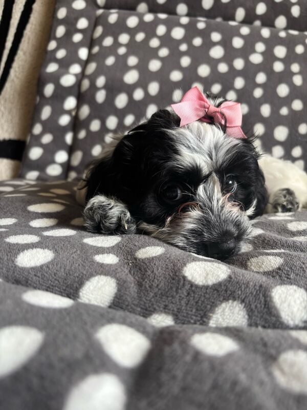 Cockapoo puppies for sale in Epsom, Surrey – 8 weeks old - Image 13 of 15
