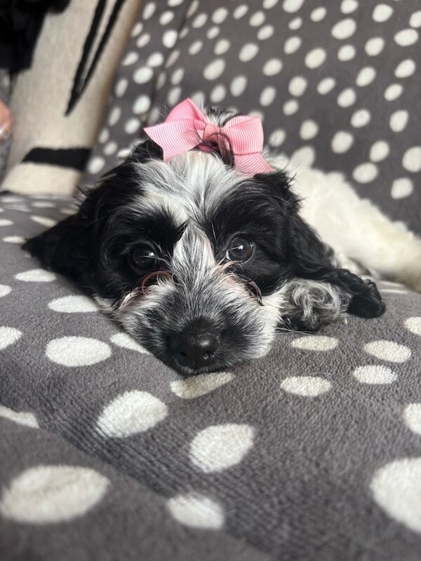 Cockapoo puppies for sale in Epsom, Surrey – 8 weeks old - Image 14 of 15