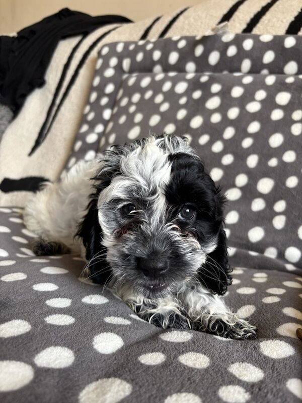 Cockapoo puppies for sale in Epsom, Surrey – 8 weeks old - Image 15 of 15