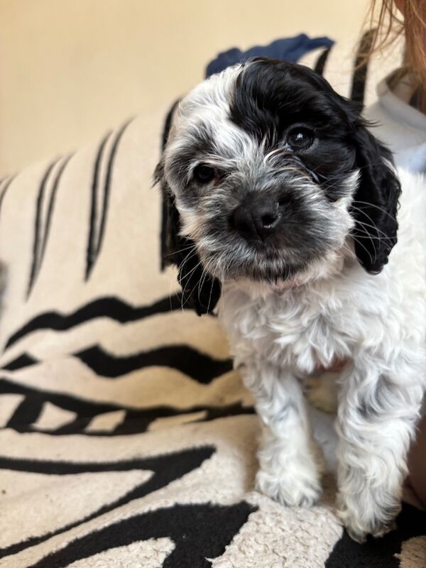 Cockapoo puppies for sale in Epsom, Surrey – 8 weeks old - Image 4 of 15