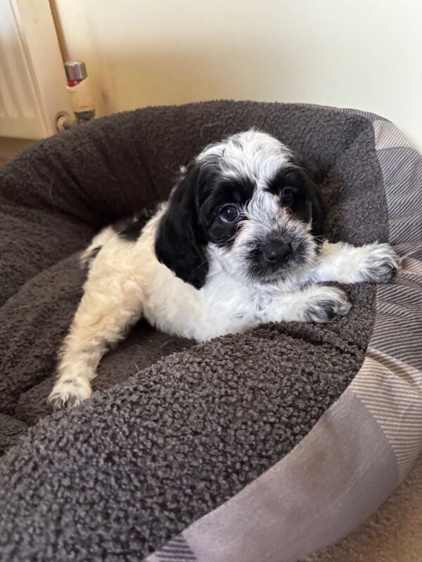 Cockapoo puppies for sale in Epsom, Surrey – 8 weeks old - Image 5 of 15
