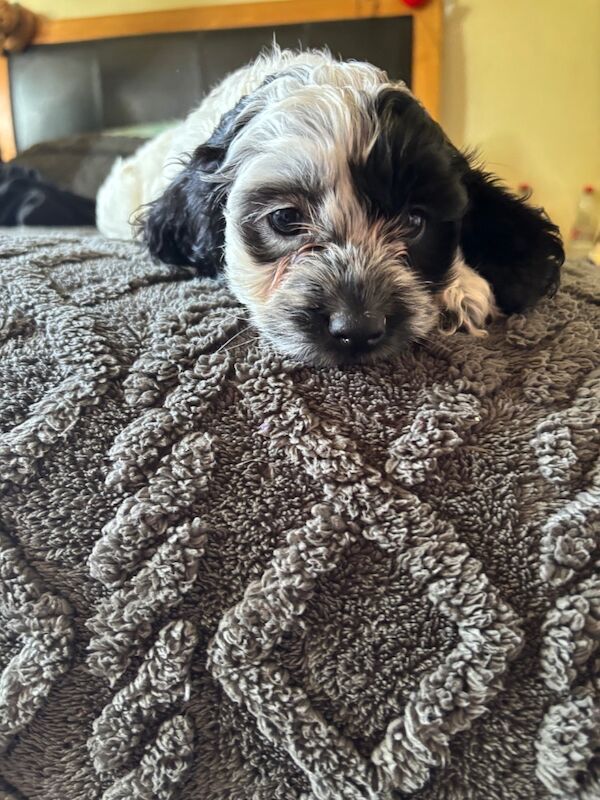 Cockapoo puppies for sale in Epsom, Surrey – 8 weeks old - Image 6 of 15