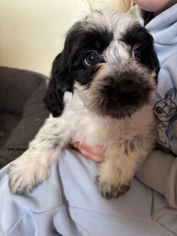 Cockapoo puppies for sale in Epsom, Surrey – 8 weeks old - Image 7 of 15