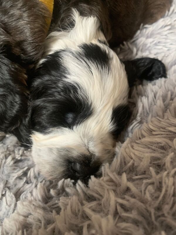 Cockapoo puppies for sale in Epsom, Surrey – 5 weeks old - Image 10 of 14