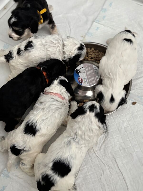 Cockapoo puppies for sale in Epsom, Surrey – 5 weeks old - Image 11 of 14