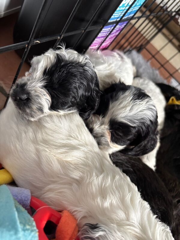 Cockapoo puppies for sale in Epsom, Surrey – 5 weeks old - Image 12 of 14