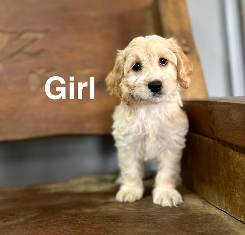 Cockapoo Puppies For Sale