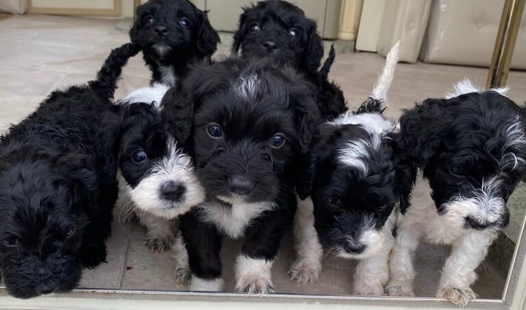 Cockapoo puppies for sale in Bolsover, Derbyshire – KC registered, 8 weeks old