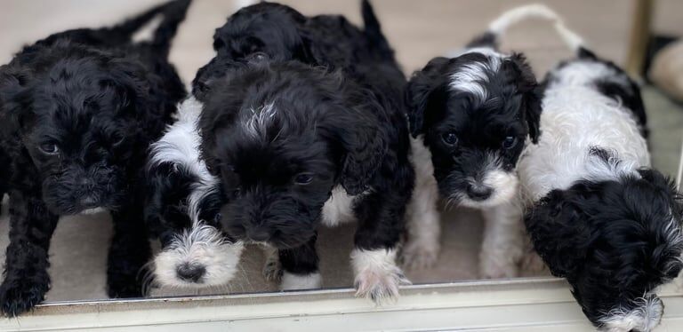 Cockapoo puppies for sale in Bolsover, Derbyshire – KC registered, 8 weeks old - Image 3 of 3