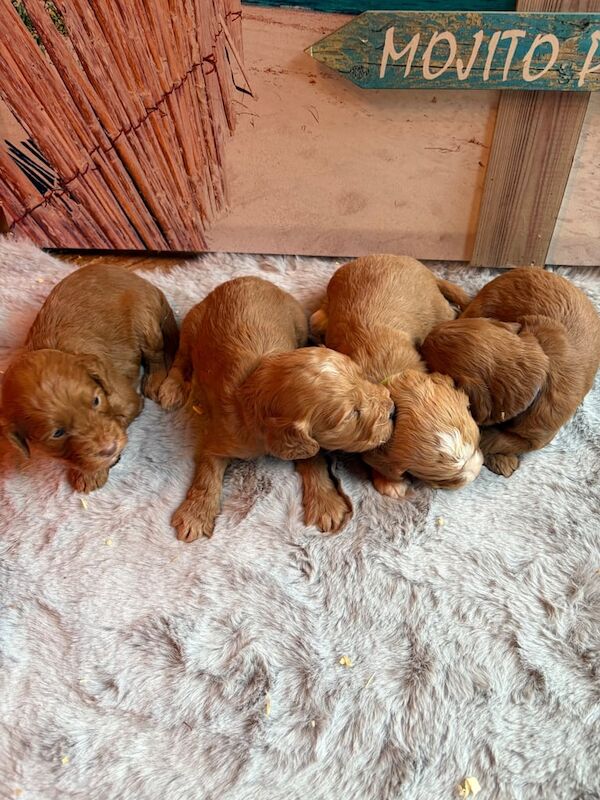 Cockapoo puppies for sale in Vale, West Yorkshire – KC registered, 8 weeks old