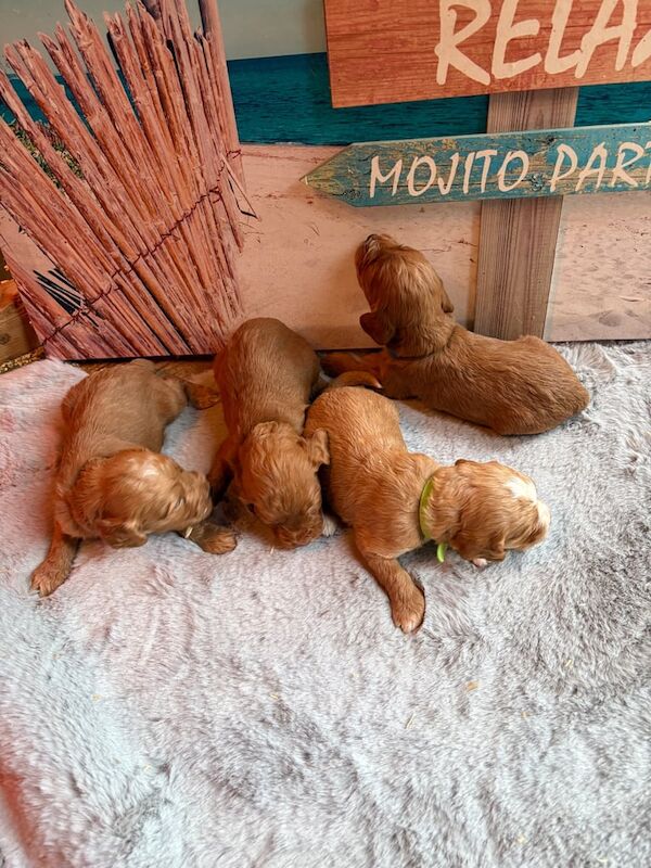 Cockapoo puppies for sale in Vale, West Yorkshire – KC registered, 8 weeks old - Image 2 of 3