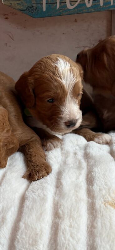 Cockapoo puppies for sale in Vale, West Yorkshire – KC registered, 8 weeks old - Image 3 of 3