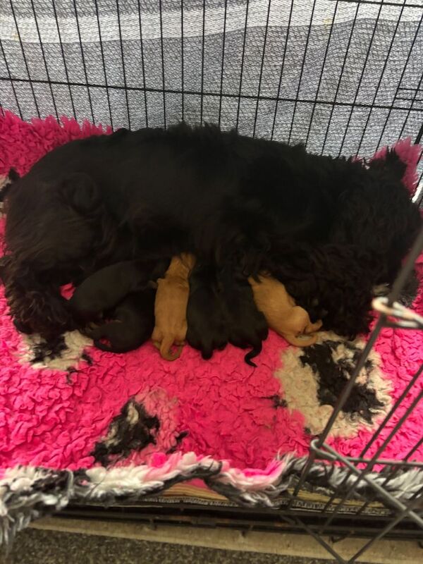 F1 Cockapoos - Image 2 of 3